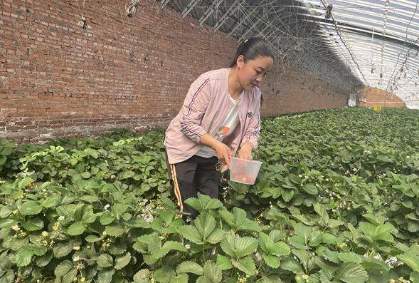 榆树市农业农村局新项目推动农业现代化，乡村振兴再添新动力