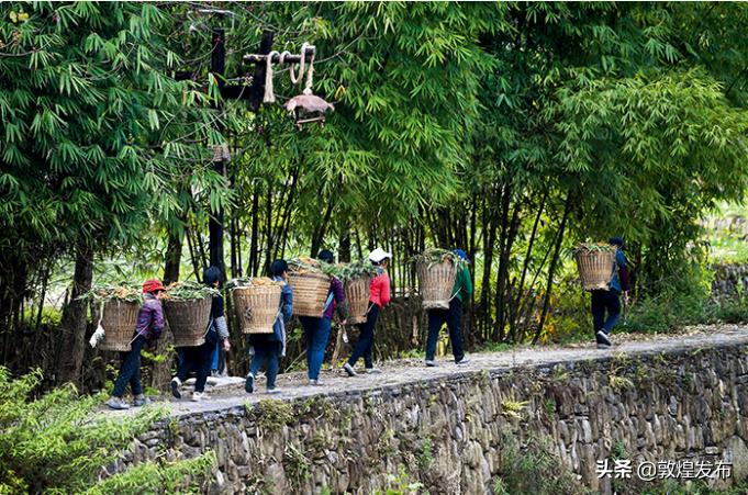 黔江区农业农村局新项目推动农业现代化助力乡村振兴发展